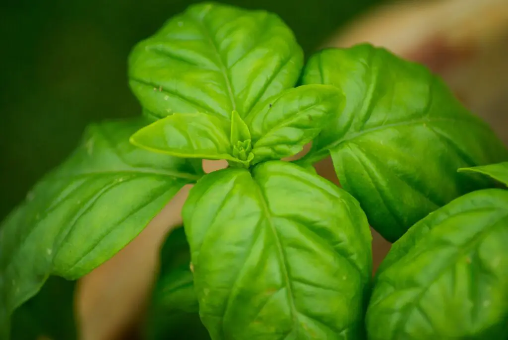 How to store fresh herbs