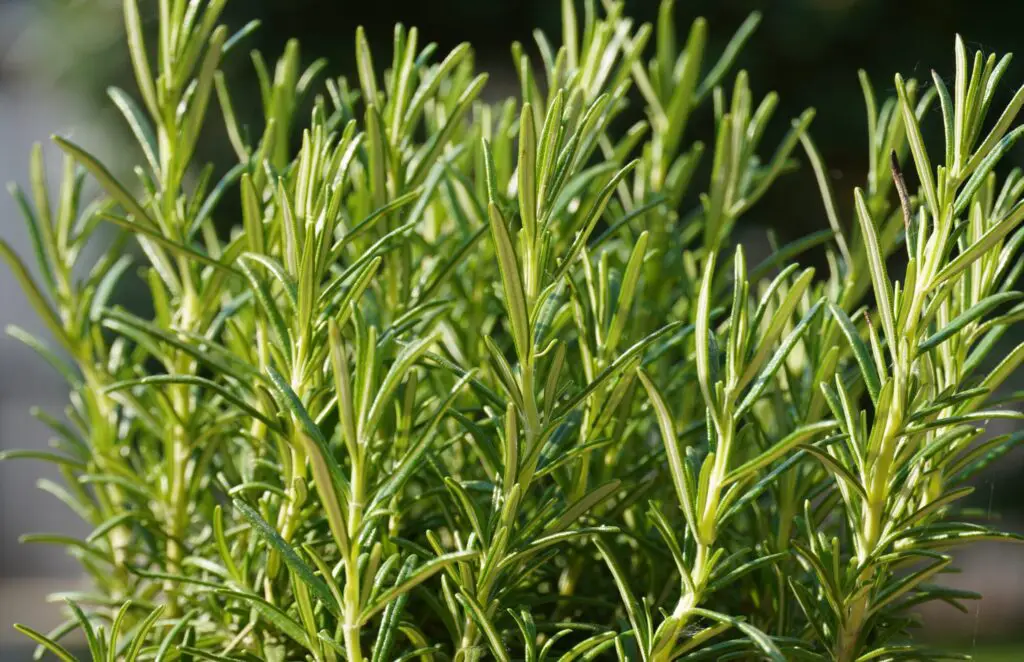 How to store fresh herbs